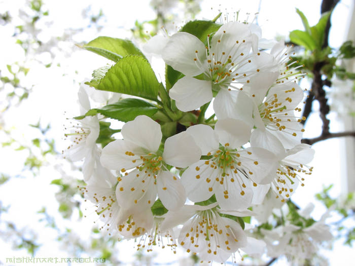 flori de cires - din natura