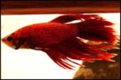 betta_fish_m - poze alge si pesti