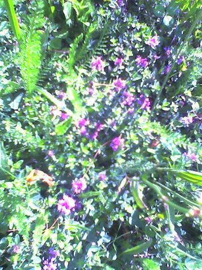 Flori cimbru camp 10  iunie - Flori in livada paradisiaca si zona