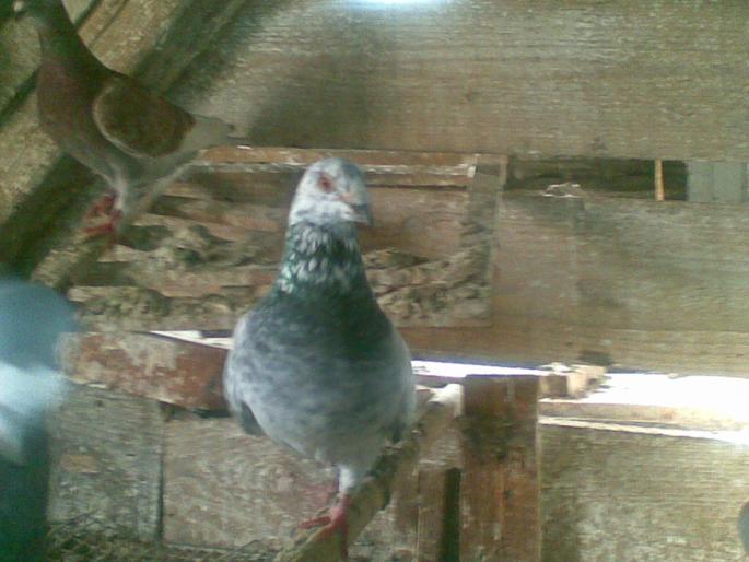 07062008(004); mascul cuc...

