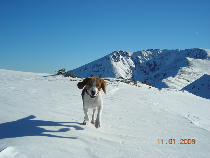 DSCN3359 - CATEUL BEAGLE PE MUNTE