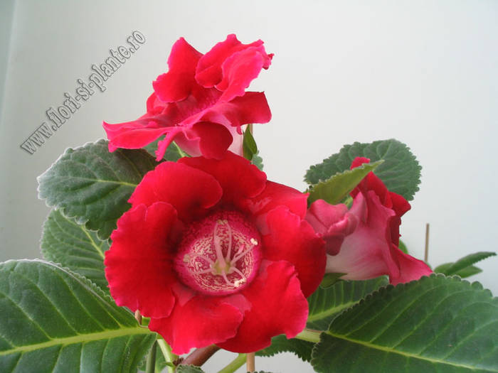 Gloxinia grena 3