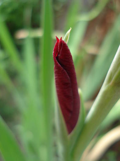 Gladiolus Bud (2009, August 09) - 08 Garden in August