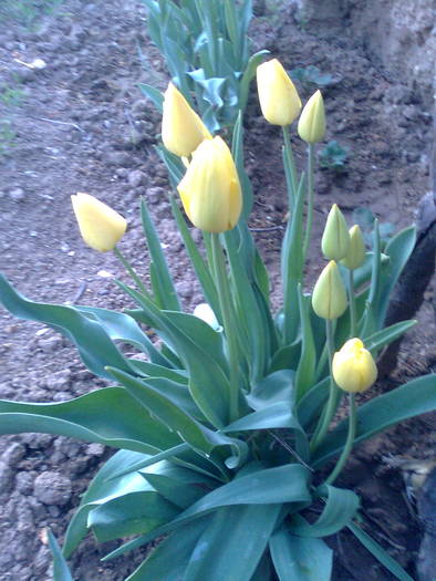  - flori din gradina2009