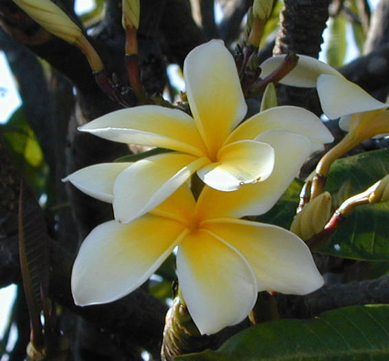 hawaiia yellow 5 - Hawaiian Plumeria 1