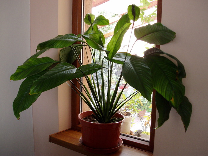 spathiphyllum