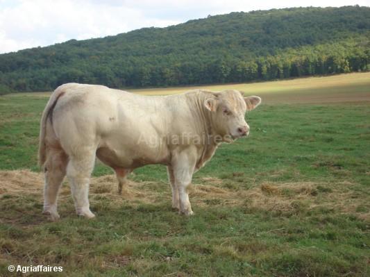 charolais-18 luni