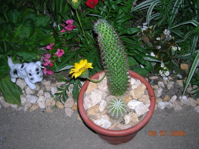 cactus