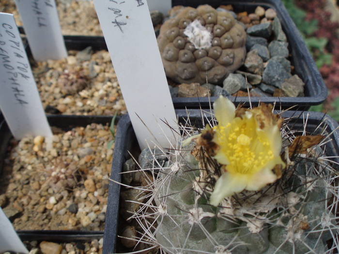 Copiapoa tenuissima