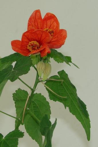 abutilon - flori 2008