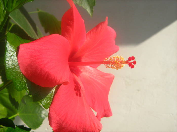 Picture 135 - hibiscusi