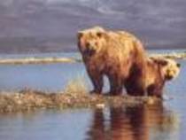 Bears Ursi Wallpapers 2 - poze cu animale