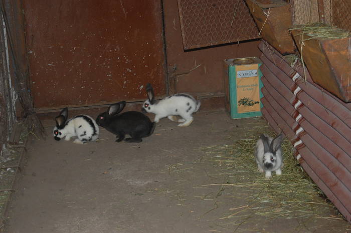 DSC_0059 - POZE  CU IEPURASI