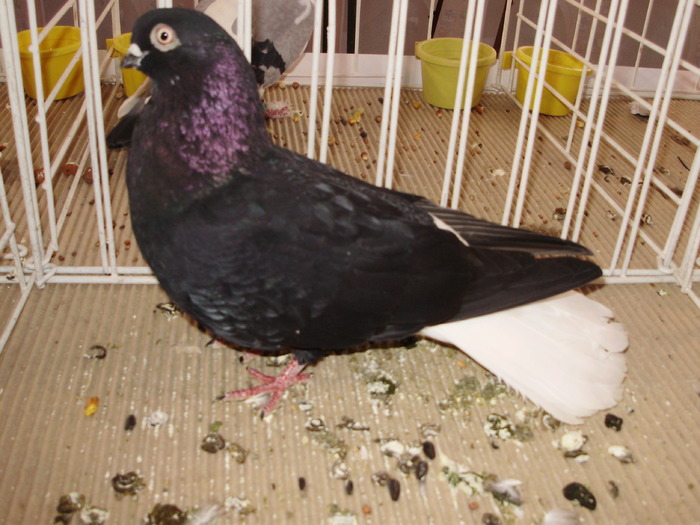 negru ca 1 - 1510 rz