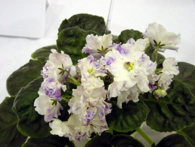 Playful_Spectrum_2005avsa - violete de pe net 1