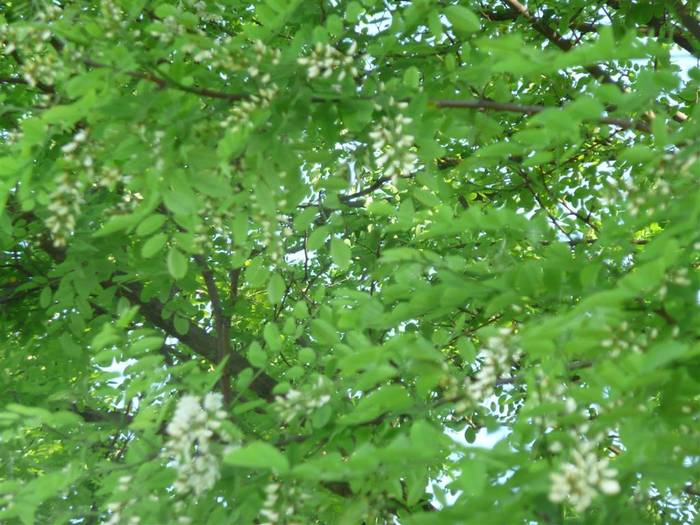 P1040559 (Large); 28 05
