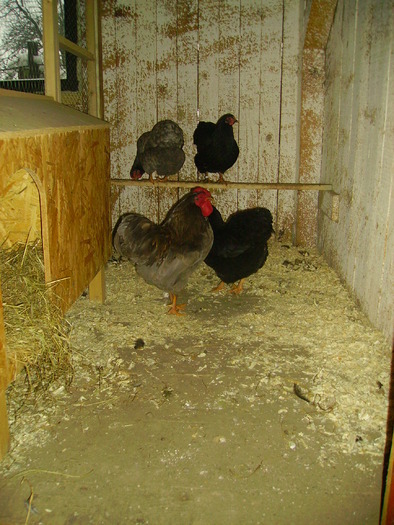 familie de wyandotte pitic 1 3