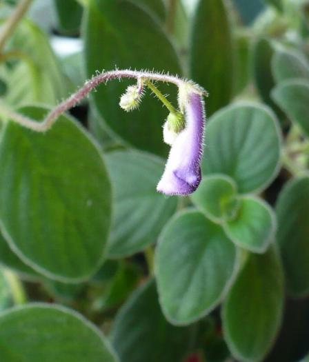 Boboci Streptocarpella - Streptocarpusi