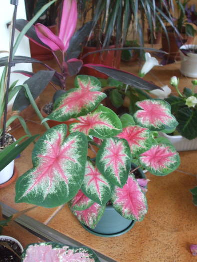 DSCF5306 - caladium