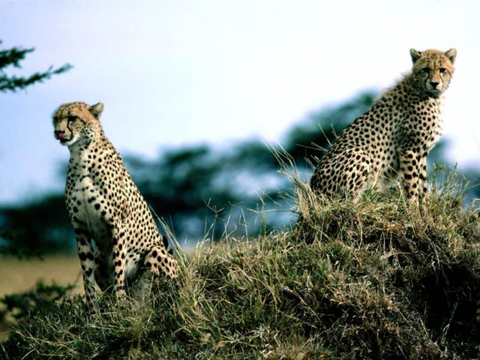 webshots114