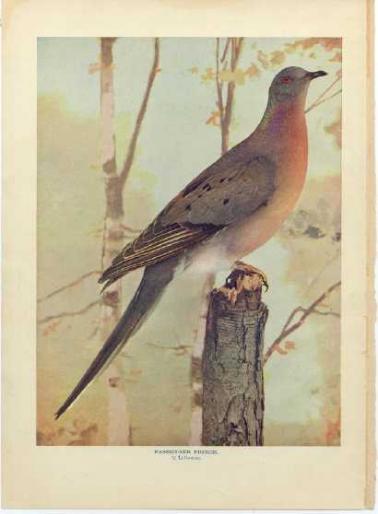 1898_pigeon - Porumbei salbatici