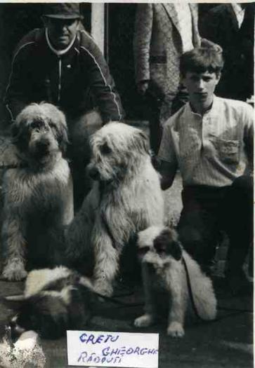 VDUSASJHDIYDMIVENTU - campioni ciobanesc romanesc