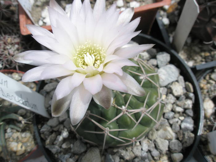 Gymnocalycium denudatum - 07.06