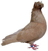 bimotat de ardeal