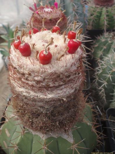 8aug2008_030 - Cactusi care m-au impresionat prin frumusete