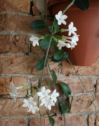 stephanotis floribunda - plante 2008