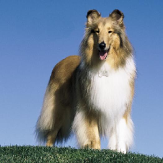 Collie