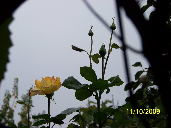 100_2829 - Toamna in curte  Timisoara