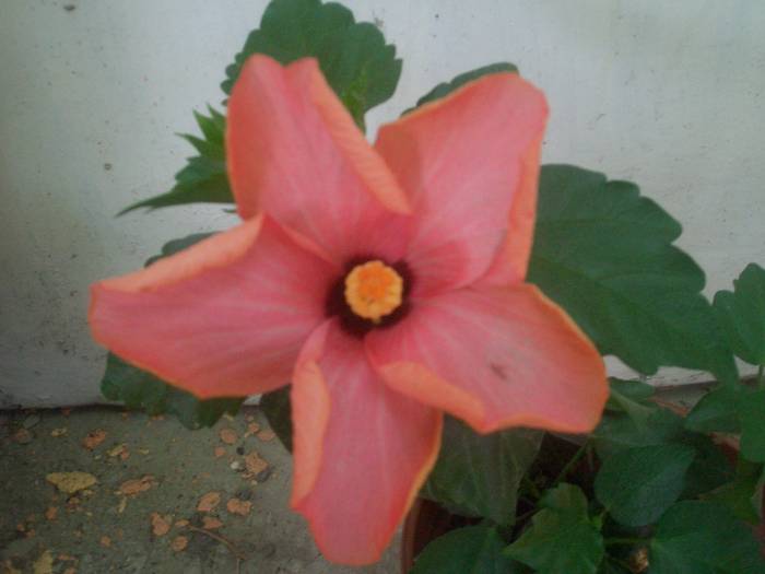 CIMG2459 - hibiscusi