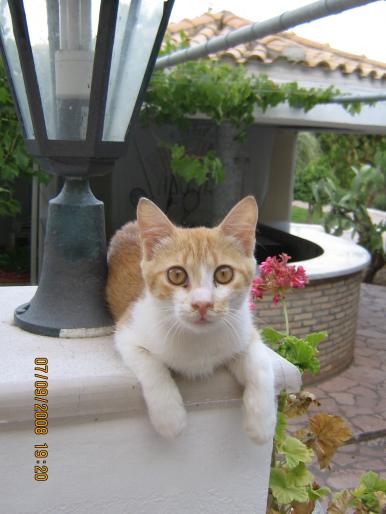 IMG_0594 - 2008 - corfu