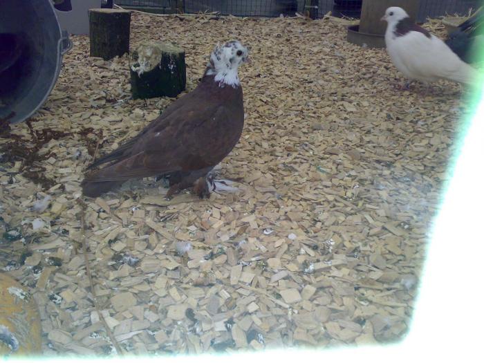 00000c voliera rus 2 - 1505 partea 9a