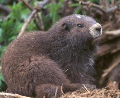 Marmota din Insula Vancouver - Salvati animalele pe cale de disparitie