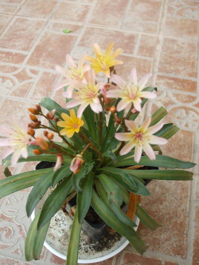 lewisia portocalie - Flori