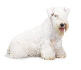 sealyham_terrier - Terriers