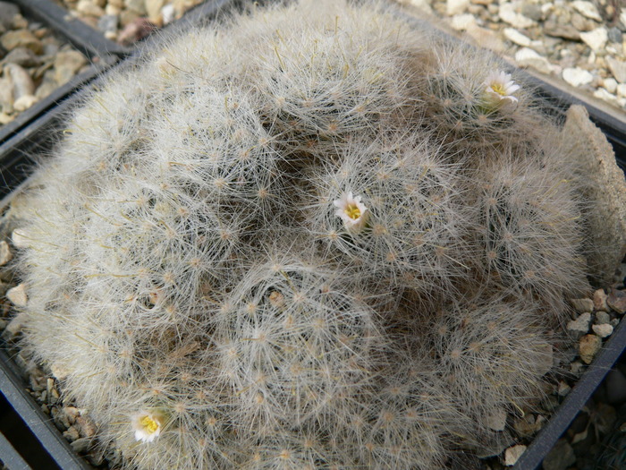 mammillaria_glasii - genul Mammillaria