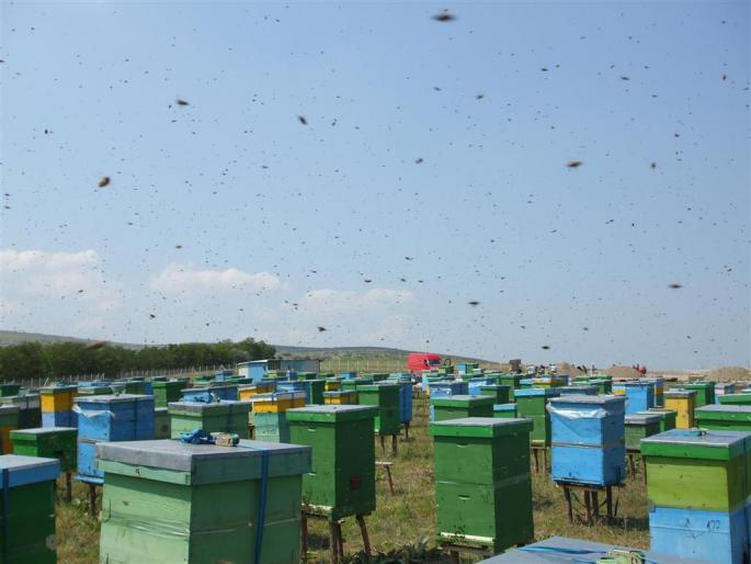 DSCF0688 (Large) - stupina  incepand cu 2008