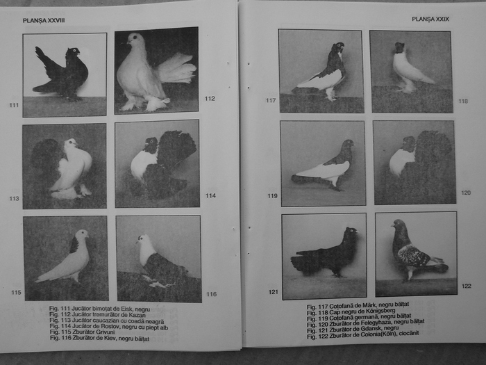 farmecul columbofiliei- bonatiu 096 - Carti despre Porumbei - - Books about Pigeons