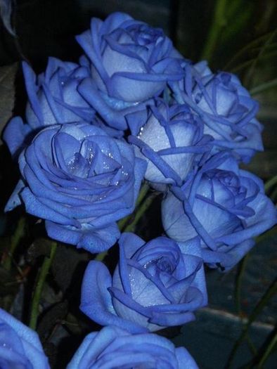 blue_rose_12 - Trandafiri albastri