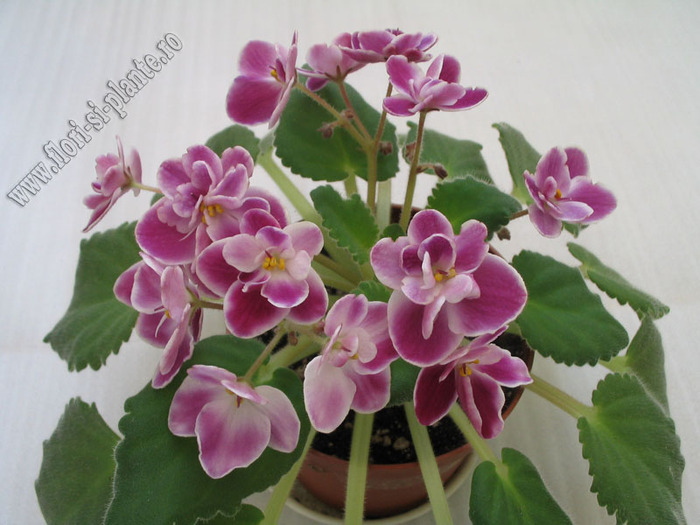 Saintpaulia Midnight Treasure 9  - VIOLETE AFRICANE  - Saintpaulia