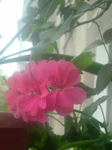 DSCF9109; muscata curgatoare ,roz ciclam
