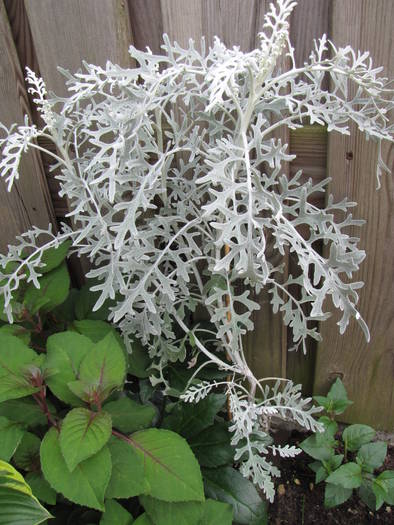 Cineraria 17 iun 2009 - plante diverse