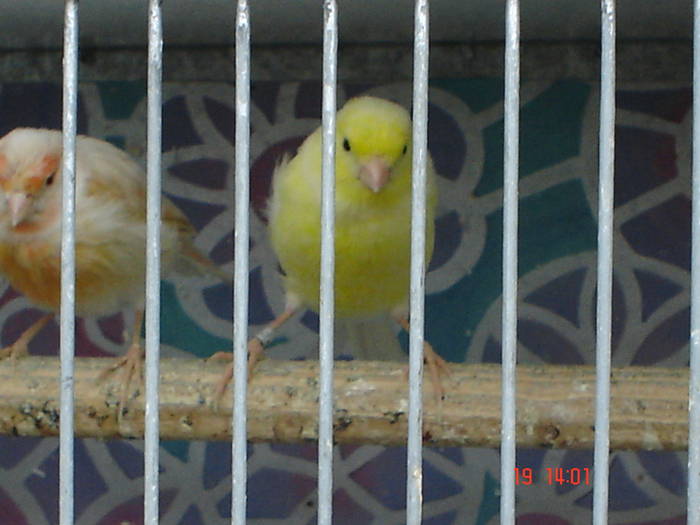 DSC03934 - canari poze 2009