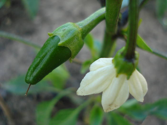 Piccante di Cayenna (2009, June 05) - Piccante di Cayenna Pepper