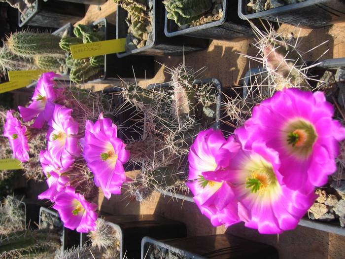 Echinocereus penthalophus - Cactusi la Constanta