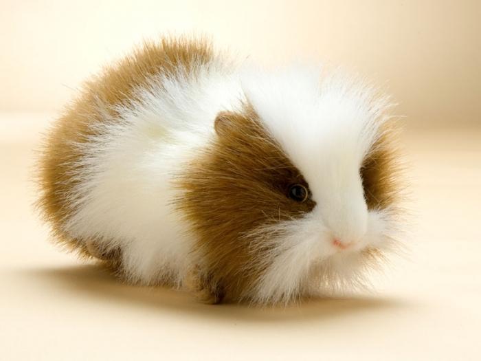 Guinea_Pig 1 - porcusori de guinea