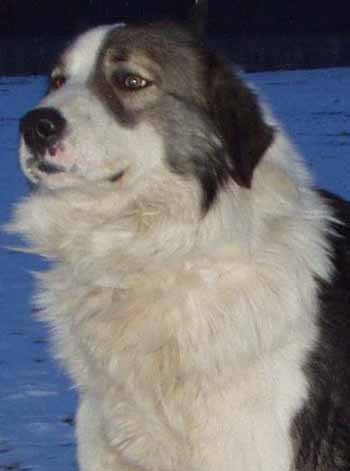 voda5mc - campioni ciobanesc romanesc